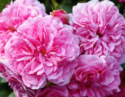 THE ENCHANTMENT OF MAY ROSE: NATURE'S SYMBOL OF ELEGANCE AND SKINCARE REVERENCE